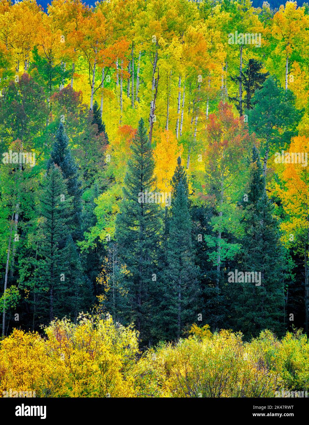 Gemischte Nadelbäume und Espenwälder in Herbstfarbe. San Juan Mountains, Colorado Stockfoto