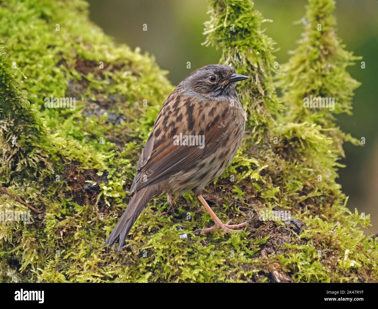Unaufgeblich junger Dunnock (Prunella modularis) alias Hedge Sparrow - wirklich ein Accentor - gehockter moosiger Zweig - Leighton Moss RSPB Reserve, England, UK Stockfoto