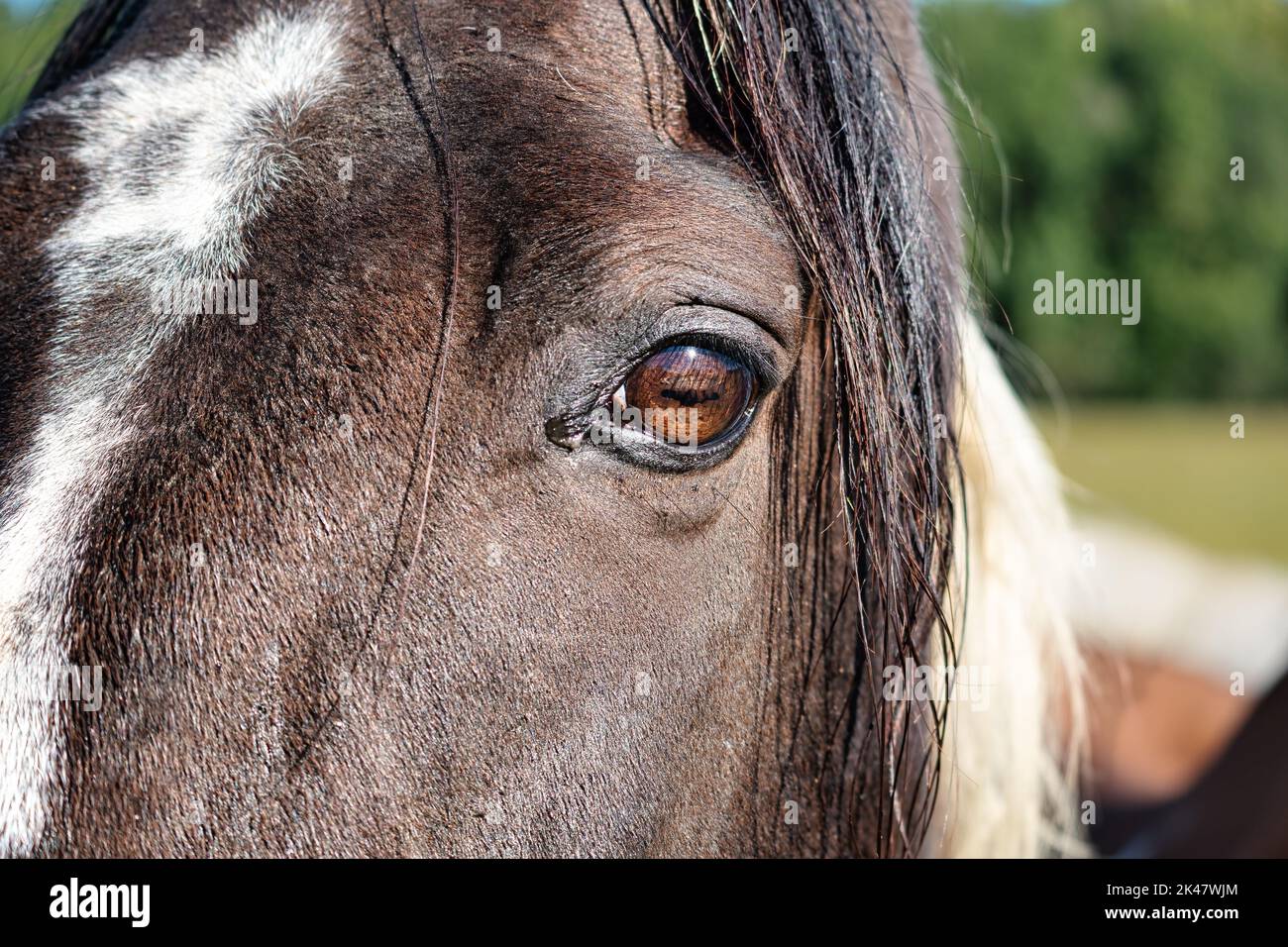 Nahaufnahme eines Pferdekopfes und -Auges, das Gesicht ist schwarz mit weißer Flamme auf grünem Hintergrund. Stockfoto