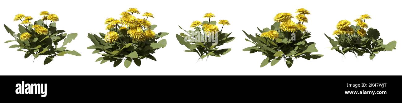 Set von Unkräutern Büsche isoliert auf weiß. Dandelion. Taraxacum officinale. 3D Abbildung Stockfoto