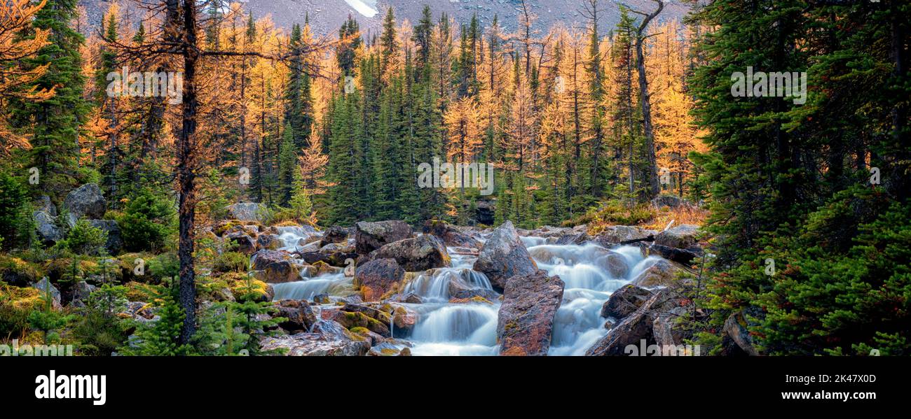 Fließt von der Opabin-Hochebene vergangenen Herbst farbige Lärchen. Yoho National Park, Opabin Plateau, British Columbia, Kanada Stockfoto