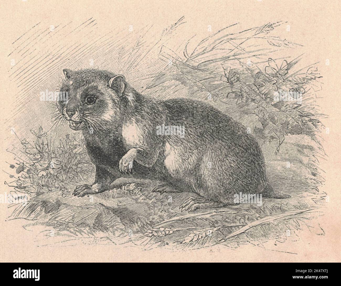 Antike gravierte Illustration des Hamsters. Vintage-Illustration des Hamsters. Antikes graviertes Bild des Tieres. Stockfoto