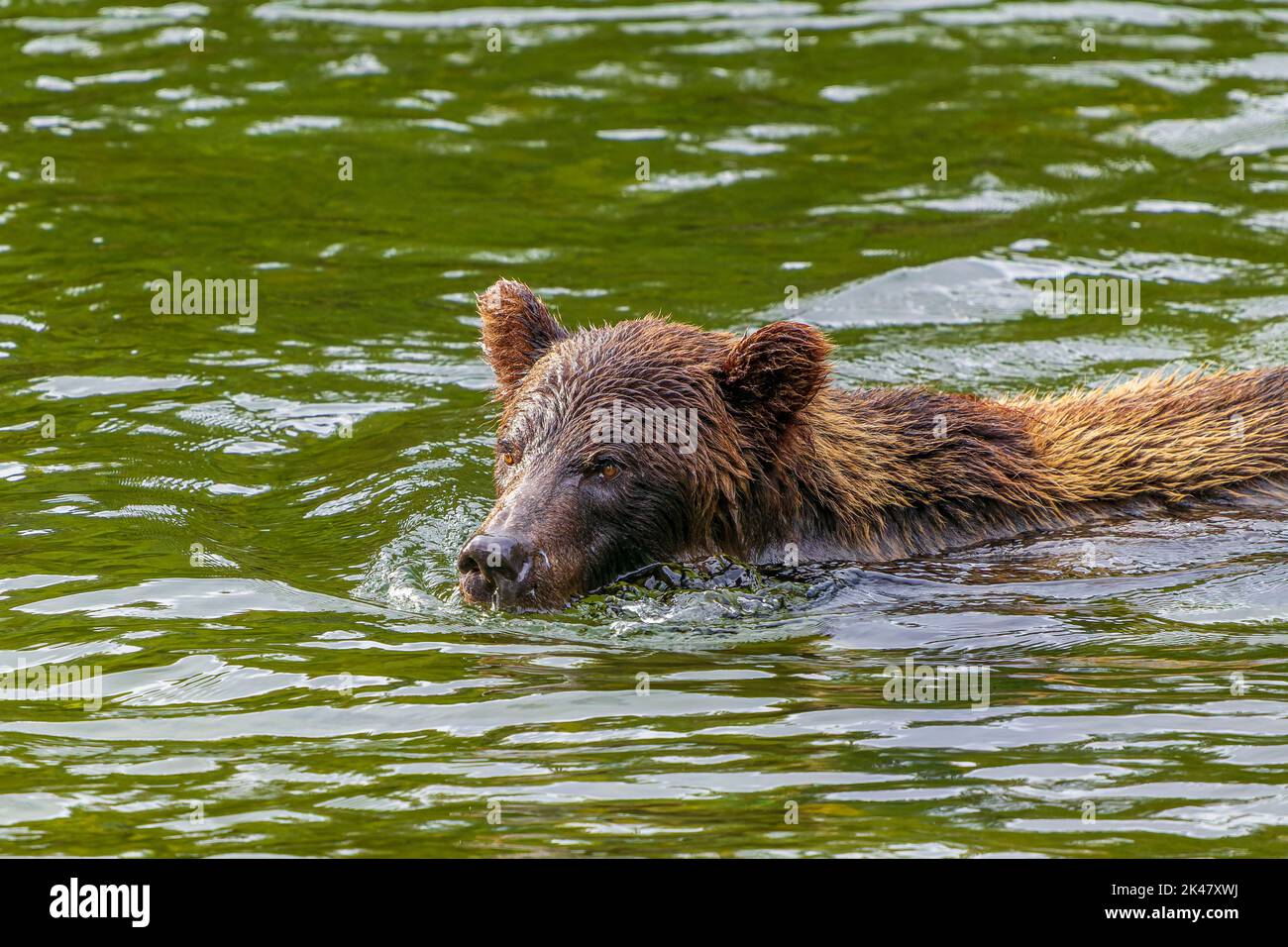 Ein Grizzlybär schwimmt im Fluss, als er nach Lachs sucht Stockfoto