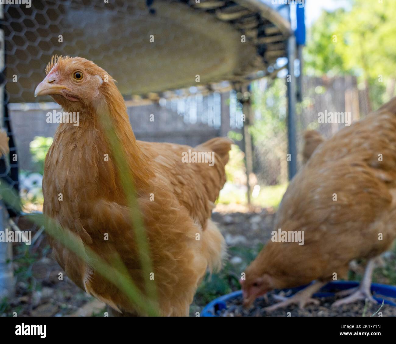 Buff Orgington Huhn Essen Stockfoto