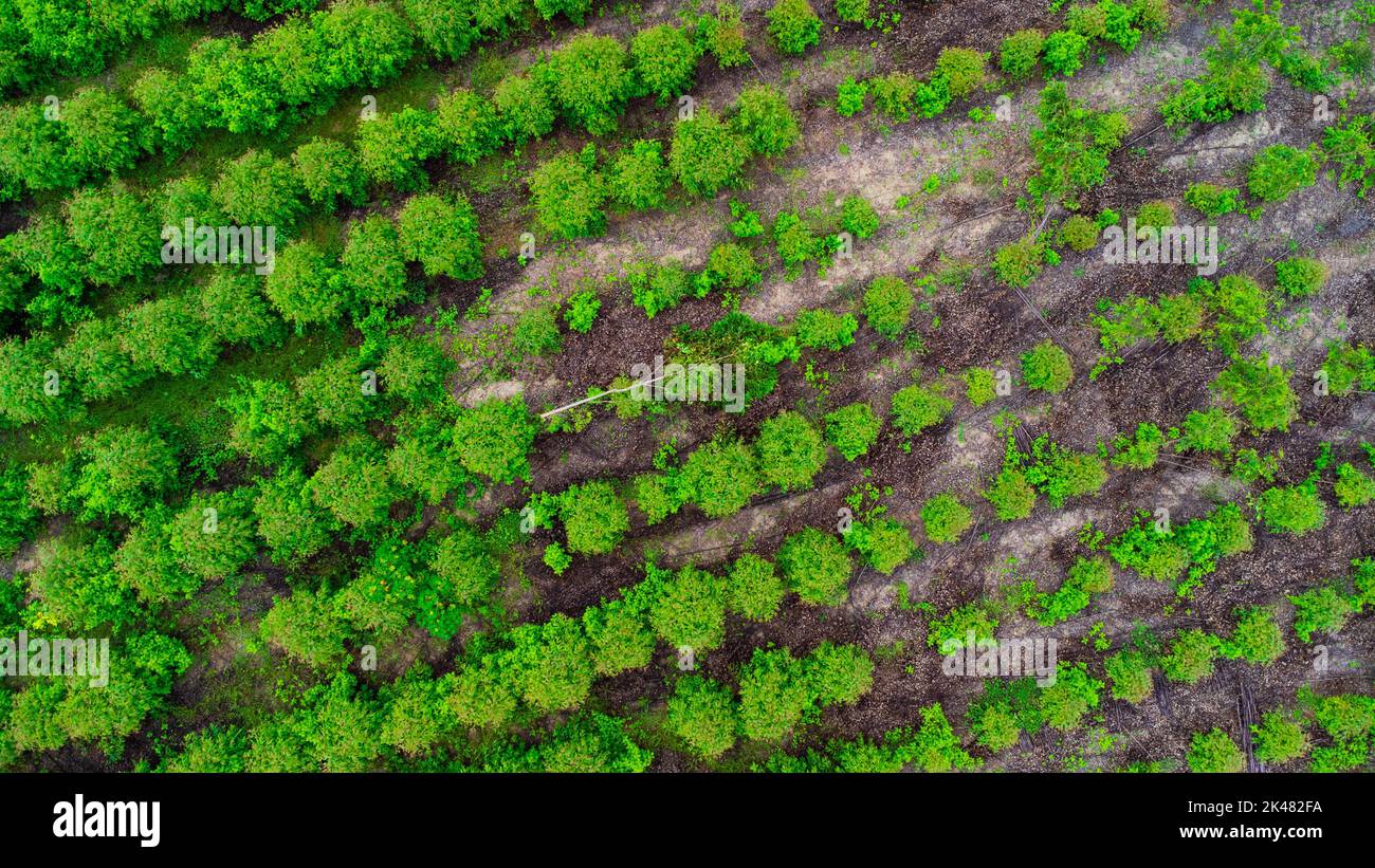 Luftaufnahme von schönen Landschaften von landwirtschaftlichen oder Anbauflächen in tropischen Ländern. Eukalyptusplantage in Thailand. Natürliche Landschaft b Stockfoto