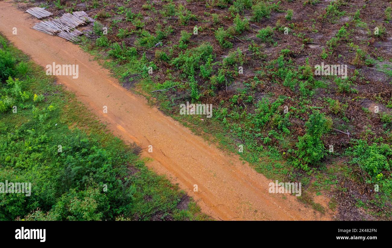 Luftaufnahme einer unbefestigten Straße, die durch die schönen Grünflächen der ländlichen Eukalyptusplantagen schneidet. Draufsicht auf den Eukalyptuswald in Thailand. Entfällt Stockfoto