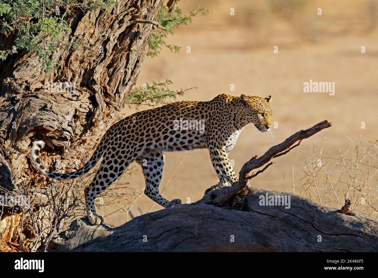 Ein Leopard (Panthera pardus) in einem Baum, Kalahari-Wüste, Südafrika Stockfoto