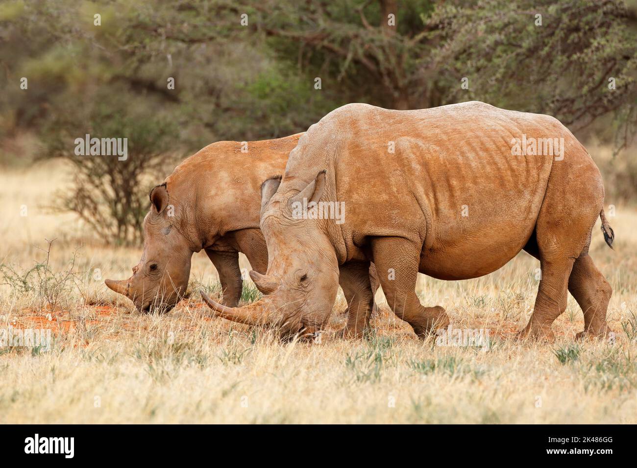 Weiße Nashörner (Rhinocerotidae)) mit Kalb im natürlichen Lebensraum, Südafrika Stockfoto