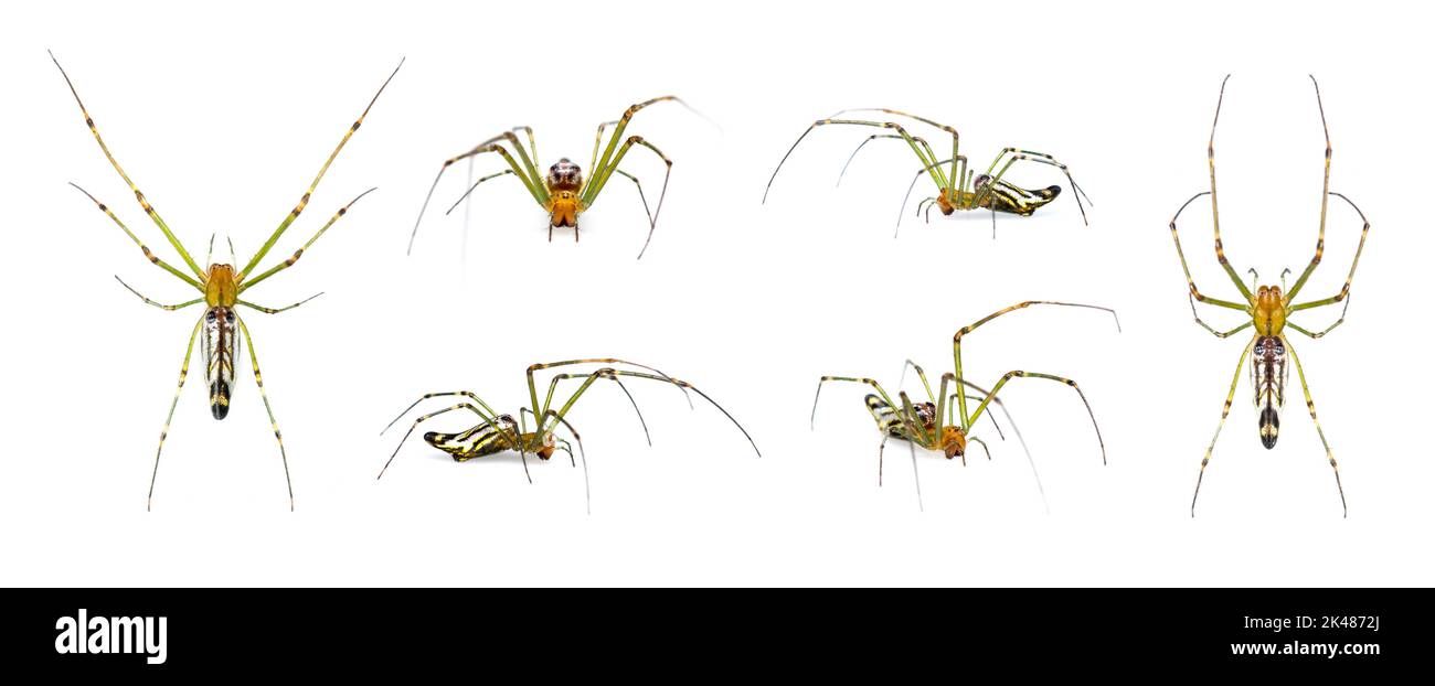 Gruppe von dekorativen Big-Jawed Spider (Leukauge dekorieren) isoliert auf weißem Hintergrund. Tiere. Insekten. Stockfoto