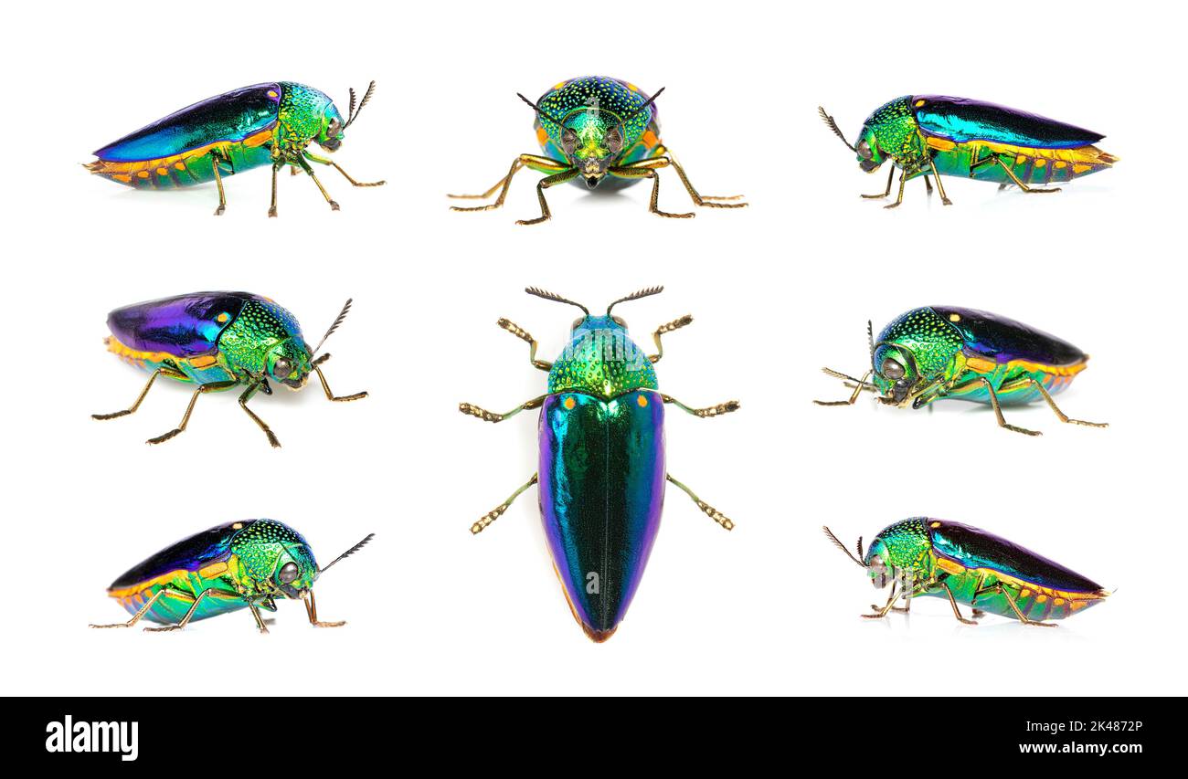 Gruppe von grünbeinigen Metallkäfer (Sternocera aequisignata) oder Edelkäfer oder metallischen Holzkäfer auf weißem Hintergrund. Insekt. Tier. Stockfoto