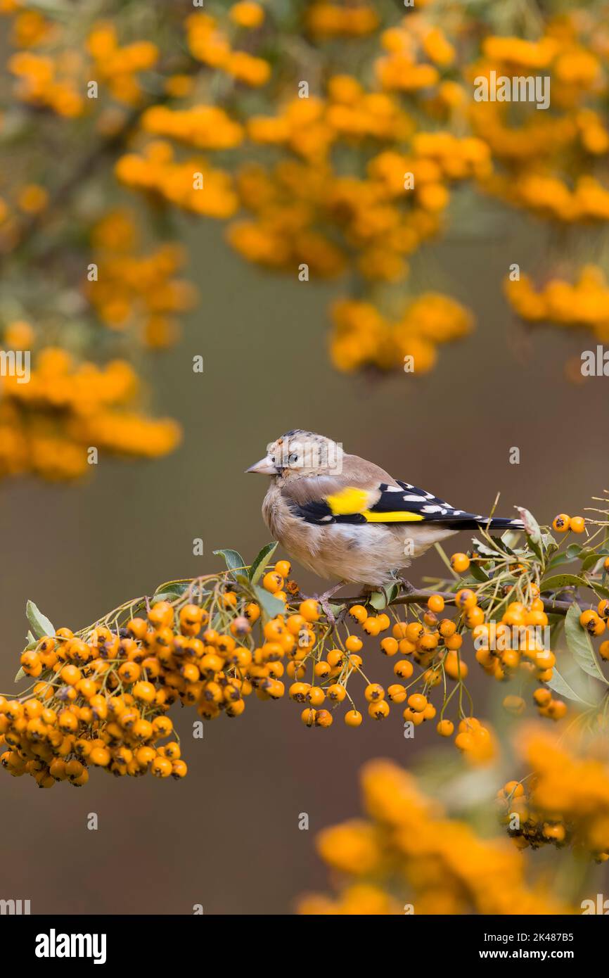 Europäischer Goldfink Carduelis carduelis, juvenil thront auf pyramicantha mit Orangenbeeren, Suffolk, England, September Stockfoto