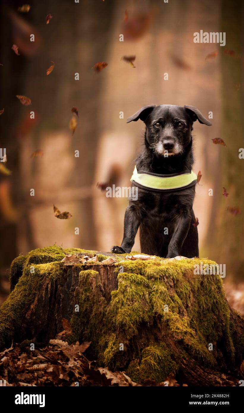 Porträt eines Hundes, der bei Herbstwetter im Wald steht. Stockfoto