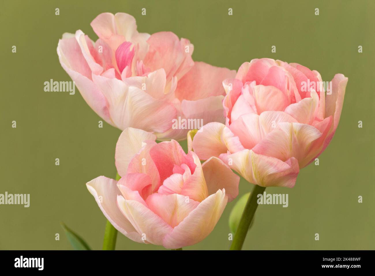 Tulipa „Pfirsichblüte“, Double Early Tulip Stockfoto