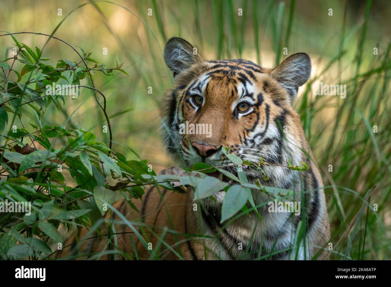 Eine junge Tigerin wartet in der Nähe einer Pflanze, bevor sie sich im Dudhwa-Nationalpark fortbewegt Stockfoto