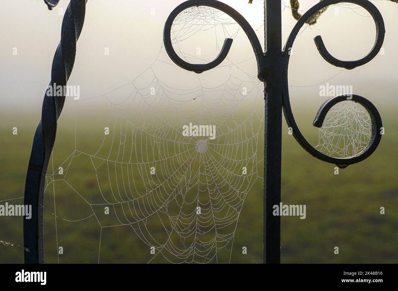 Spinnennetz am schmiedereischen Gitter Stockfoto