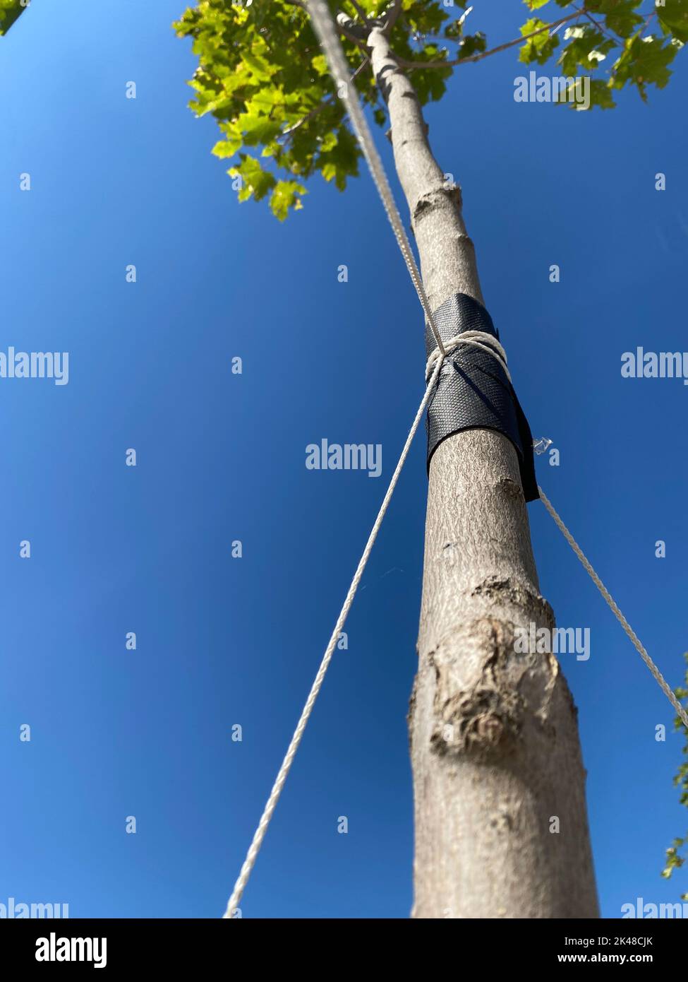 Strumpfband aus jungen Bäumen. Einen jungen Baum mit Seilen stärken. Zum Schutz vor Entwurzelung einen jungen Baum mit Garn umgaren. Ökologie, Wald, Stadtplan Stockfoto