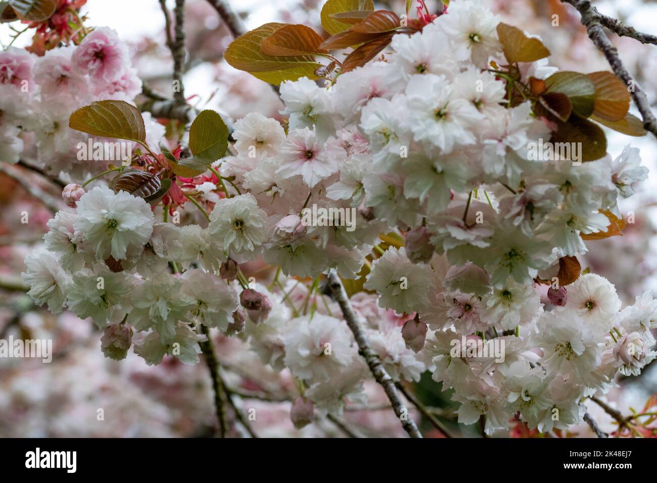 Blüte: Nahaufnahme Detail eines Sterns rosa, blühende Kirschblüte im April. Stockfoto