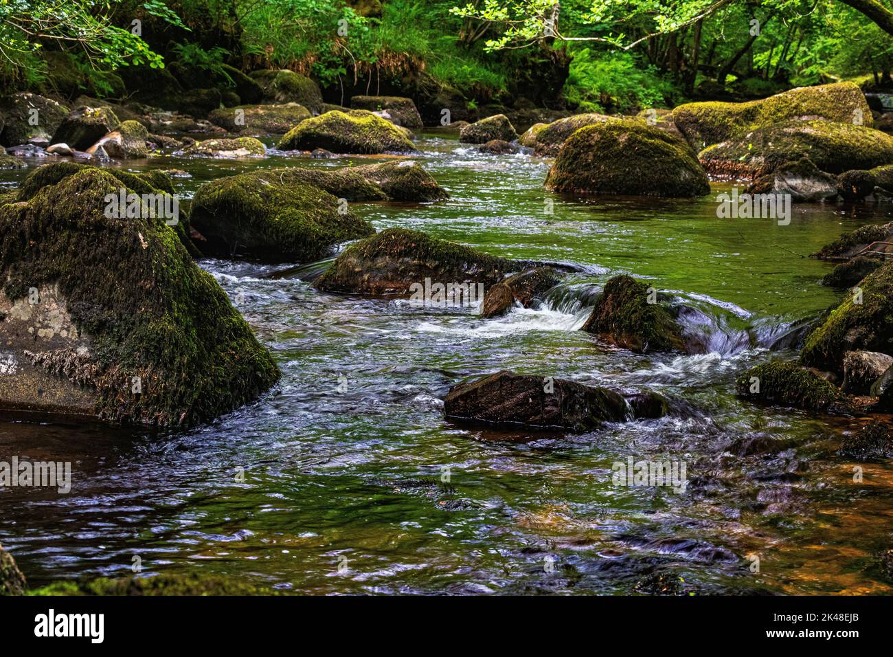 Nahaufnahme Detail der Stromschnellen zwischen Moos bedeckten Felsblöcken auf dem Fluss Teign, Blick stromaufwärts von der Fingle Bridge, unterhalb von Castle Drogo. Stockfoto Nahaufnahme Detail der Stromschnellen zwischen Moos bedeckten Felsblöcken auf dem Fluss Teign, Blick stromaufwärts von der Fingle Bridge, unterhalb von Castle Drogo. Stockfoto