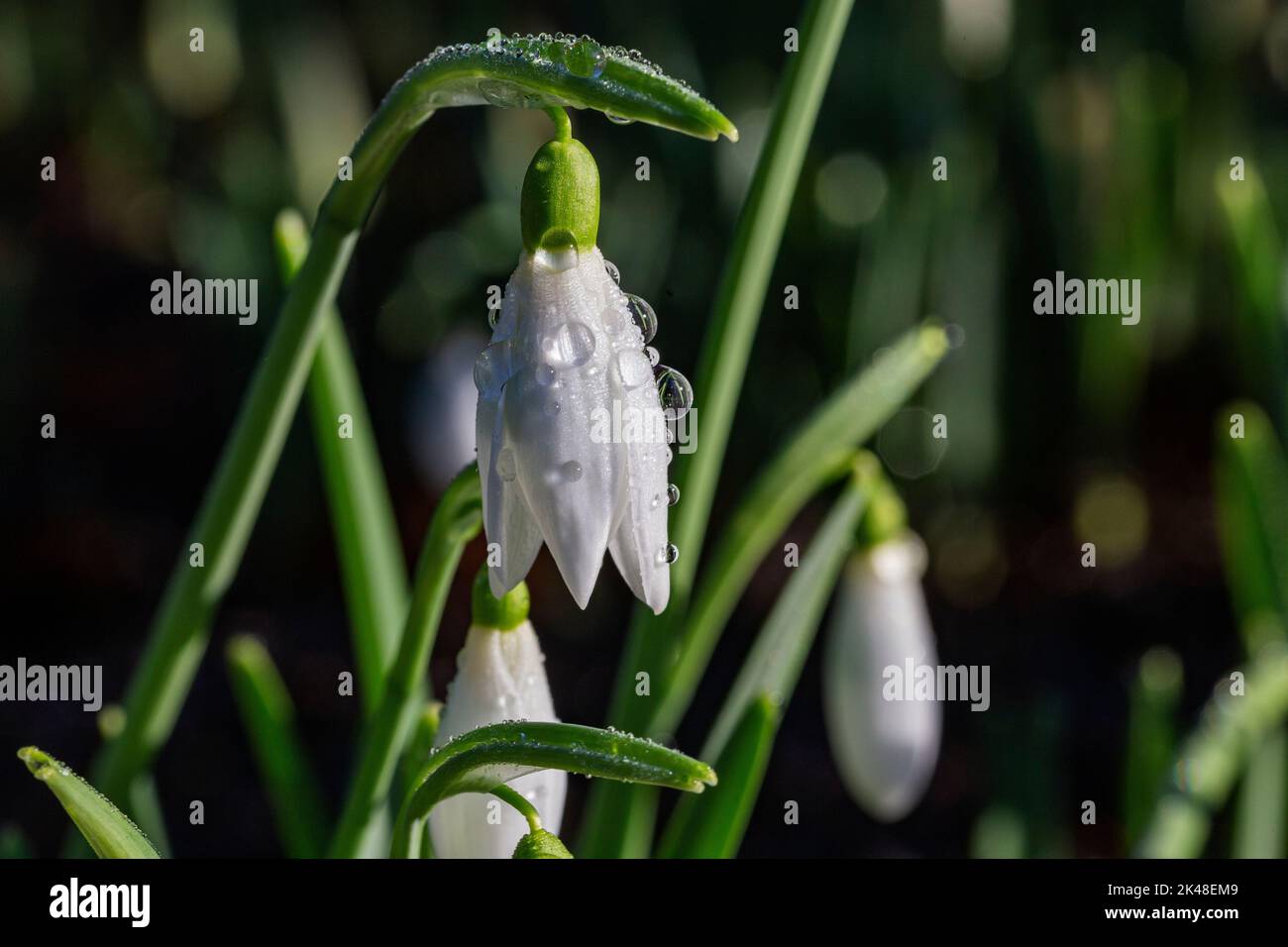 Detaillierte Aufnahme eines Schneeglöckchen-Clusters (Galanthus nivalis) mit aufgetauten Frosttröpfchen im Januar-Sonnenschein. Great Torrington, Devon, England. Stockfoto