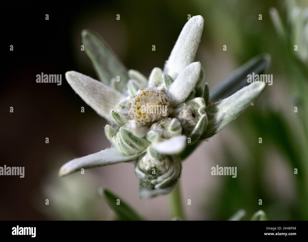 Eine kleine weiße samtige Blume aus den Bergen und ihr Symbol ...
