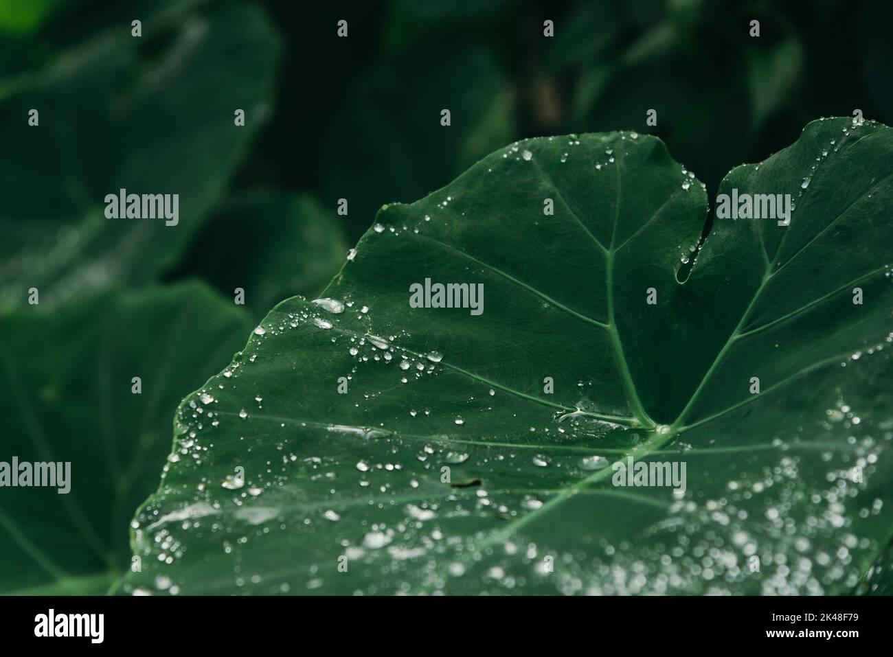 Nahaufnahme Elefantenohr Pflanzen Blätter mit Wassertropfen Stockfoto