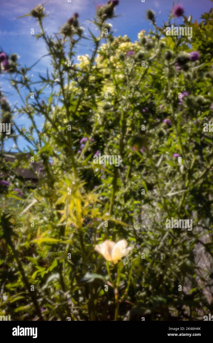 Alterstrotzend, digitales Zeitalter, Premium-Qualität, auffällig, herausragend, Hochauflösendes Lochbild der duftenden weißen Rose in städtischer Gartenumgebung Stockfoto