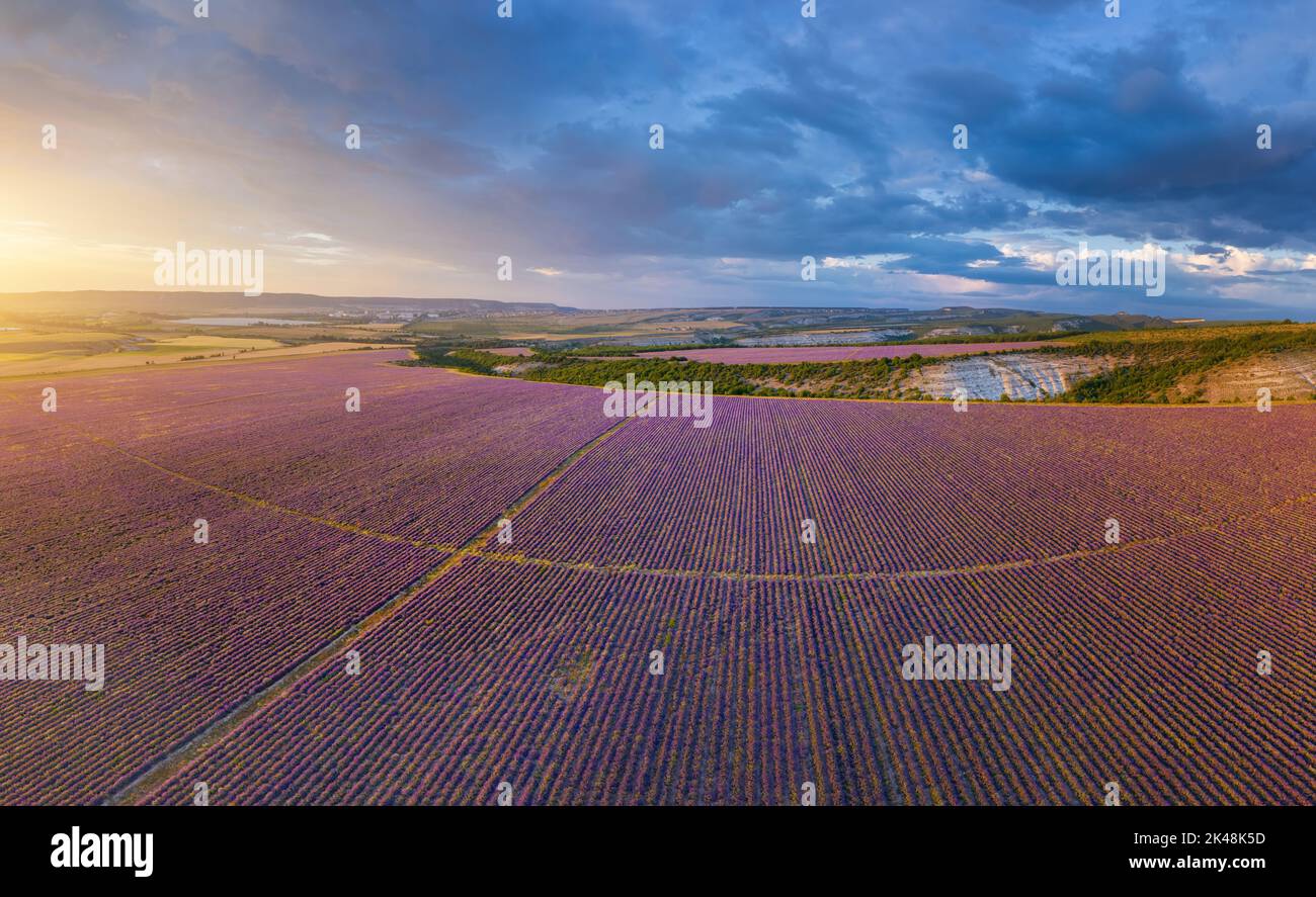 Luftpanorama der großen Lavendelwiese während des Sonnenuntergangs. Naturzusammensetzung. Stockfoto