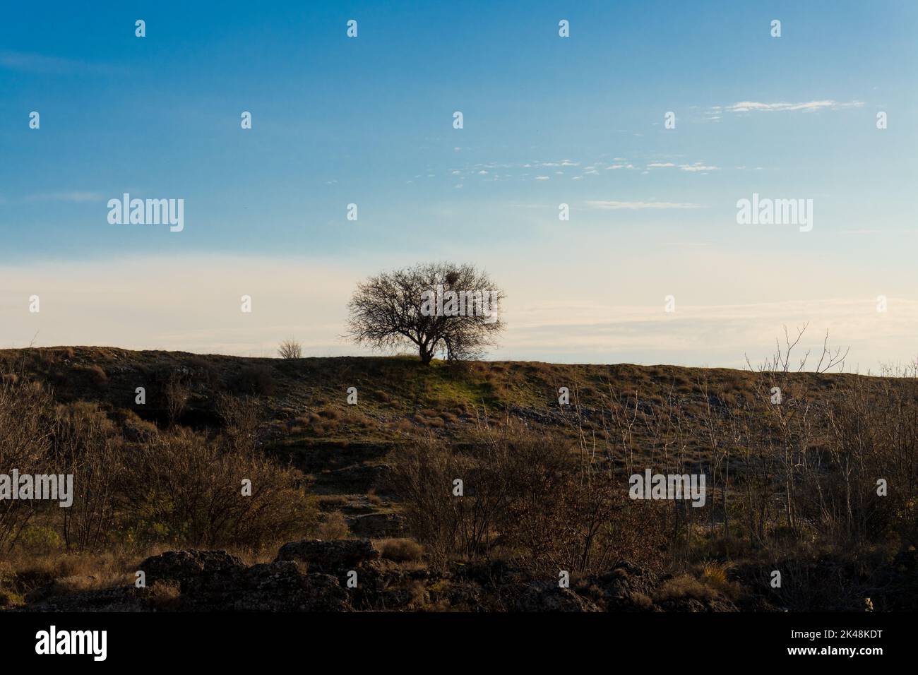 Der einsame Baum im Feld. Stimmungsvolles Foto Stockfoto