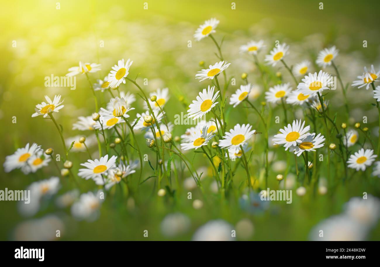 Kamillenblüte und Sonne scheinen. Naturzusammensetzung. Stockfoto