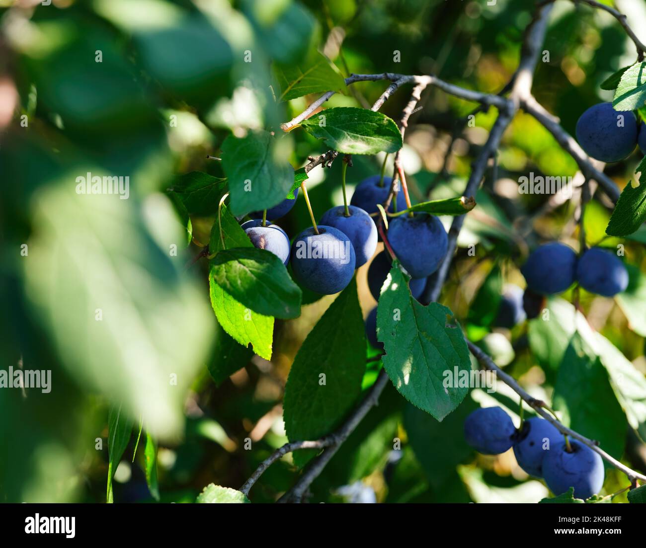 Biologische Schlehdornfrüchte (Prunus spinosa), die auf Ästen im Obstgarten wachsen. Stockfoto