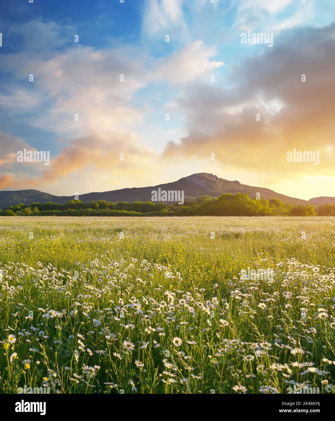 Schöne sonnige Kamillenwiese in Berg bei Sonnenuntergang. Zusammensetzung der Naturlandschaft. Stockfoto