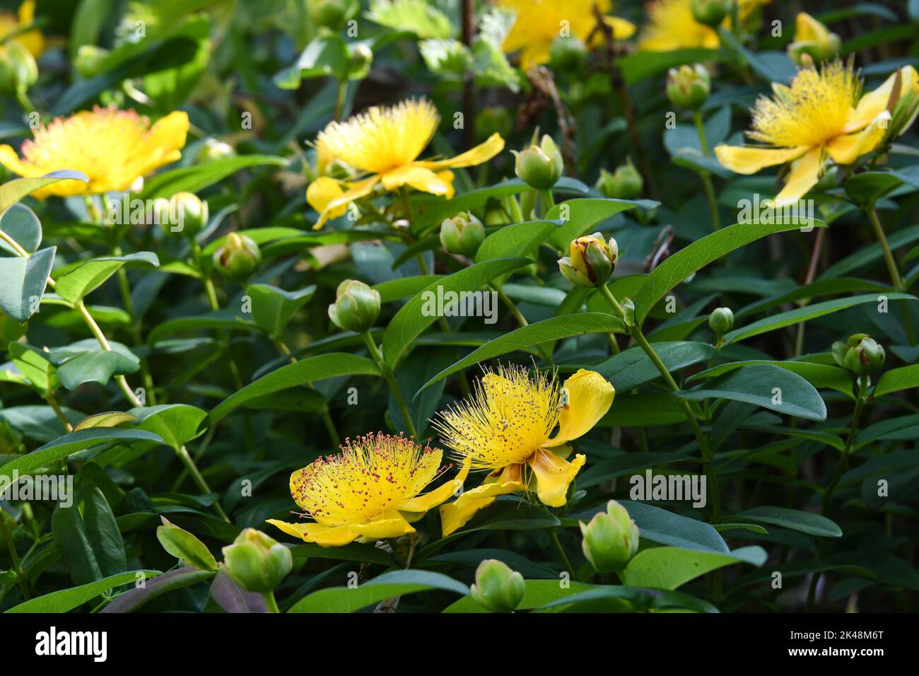 Gelbe Blüten blühen im Sommer Stockfoto