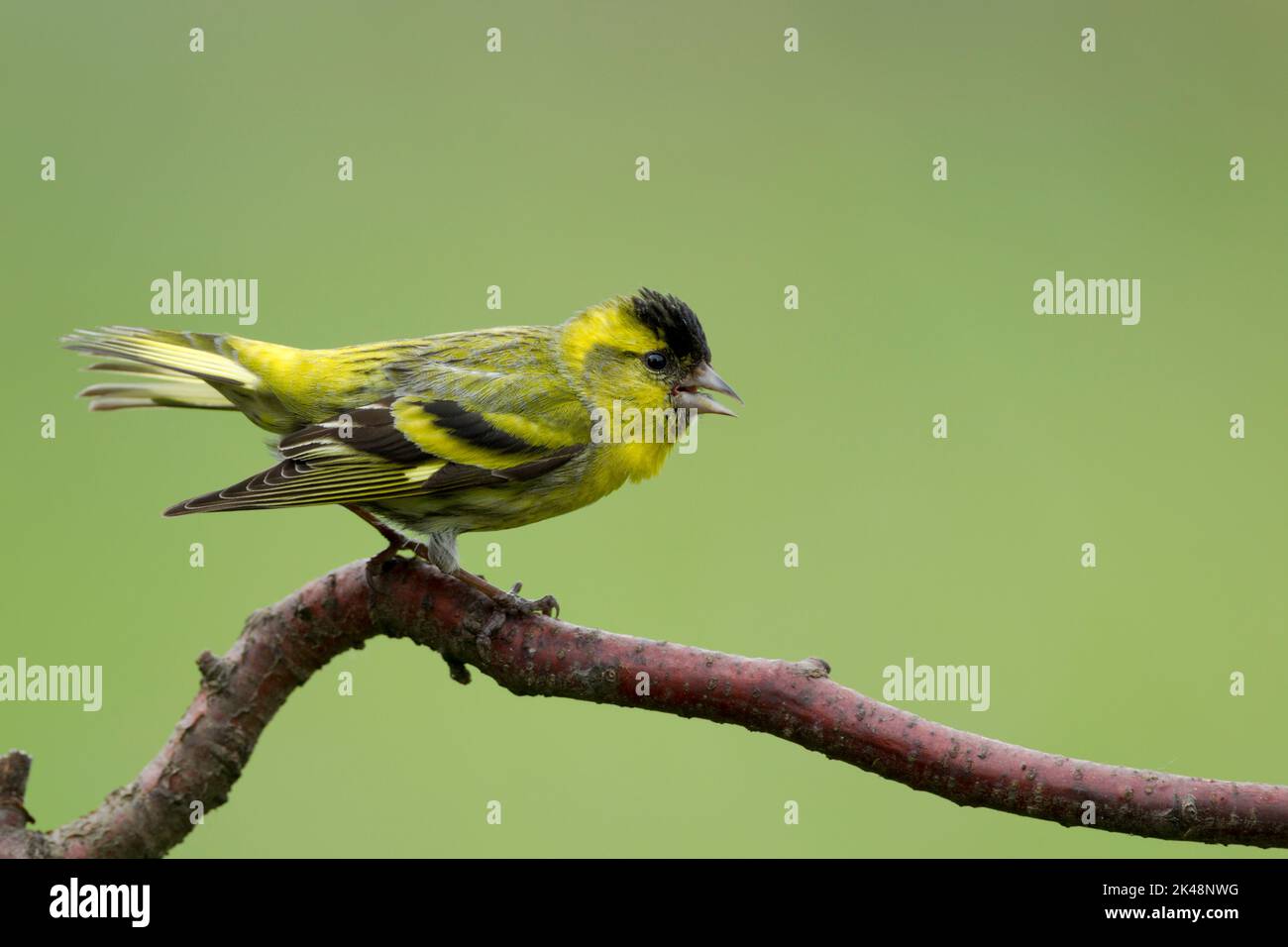 Männlicher eurasischer Siskin, lateinischer Name Carduelis spinus, thront auf einem roten Zweig vor grünem Hintergrund. Auch bekannt als Schwarzkopfgoldfink Stockfoto