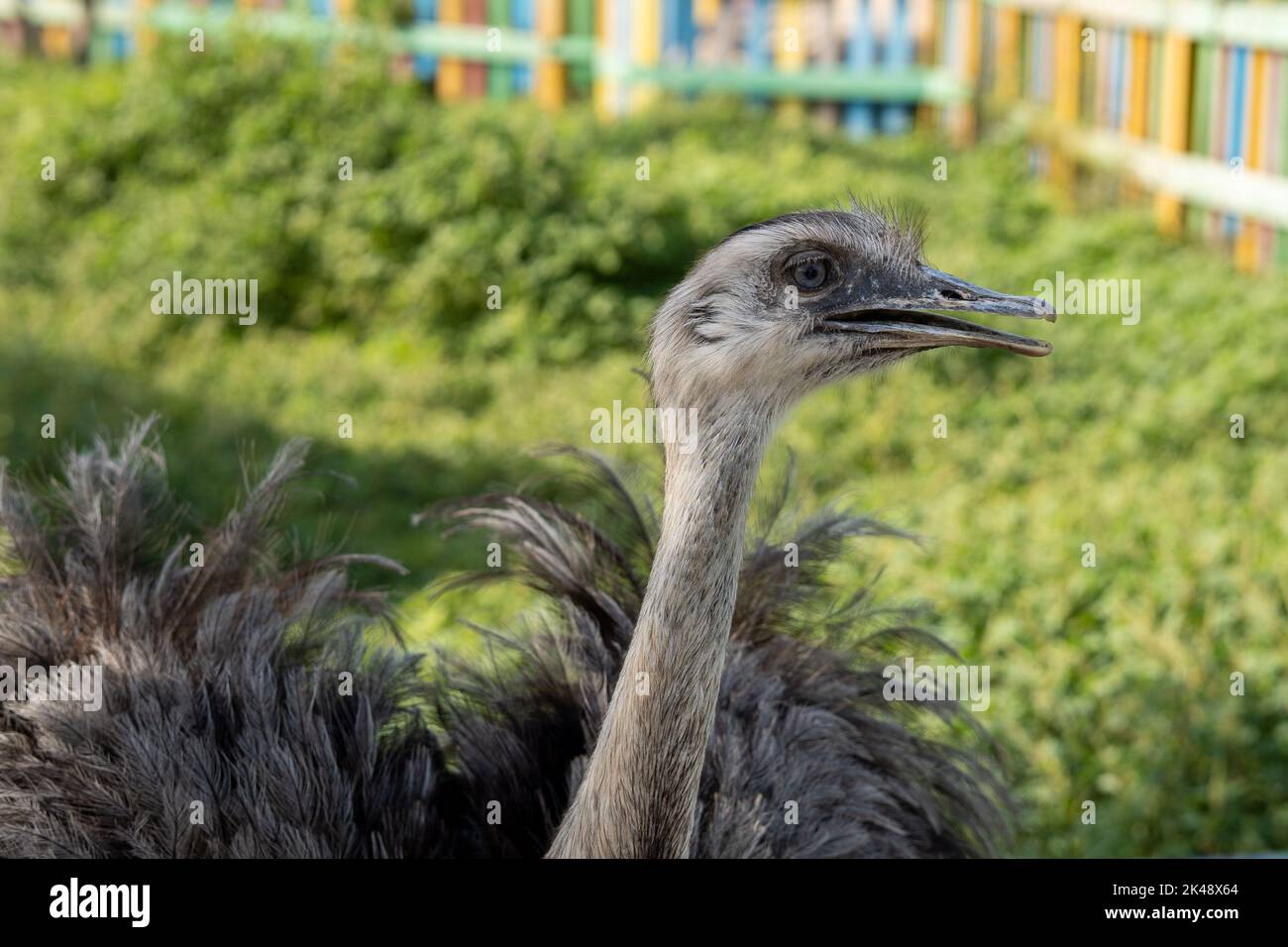 Eine australische Emu (Dromaius novaehollandiae) aus der Nähe des Kopfes. Stockfoto