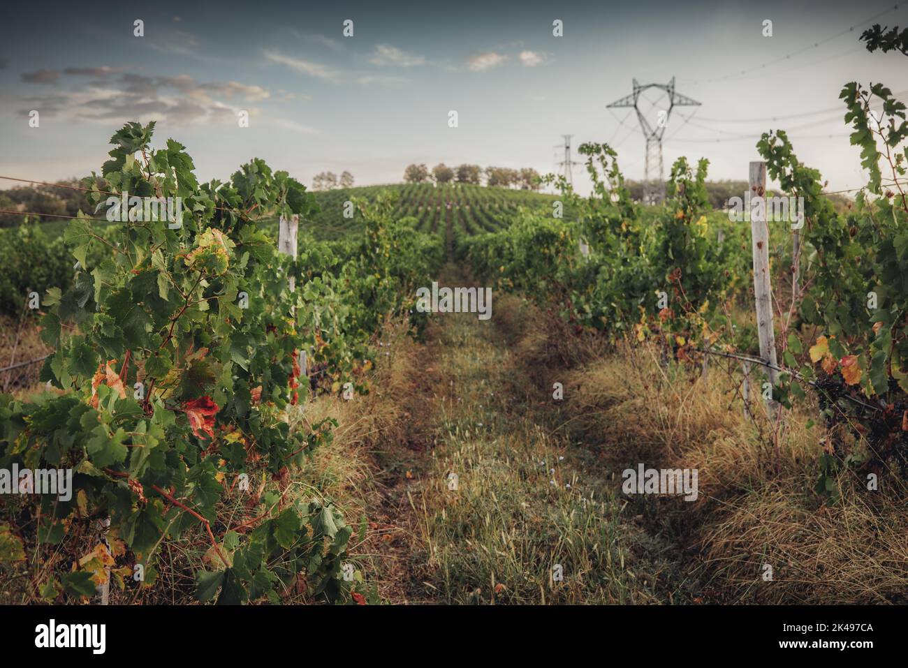 Weinberg landwirtschaftliche Felder in der Landschaft, schöne Landschaft während des Sonnenaufgangs. Stockfoto