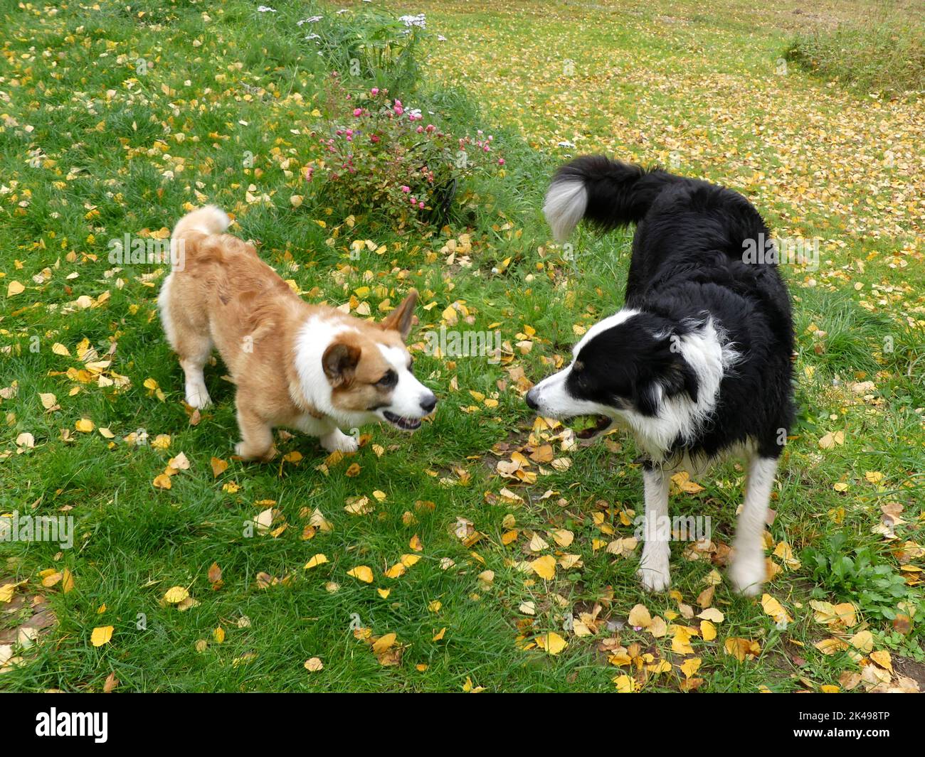 Welsh Corgi Cardigan und Border Collie spielen Stockfoto