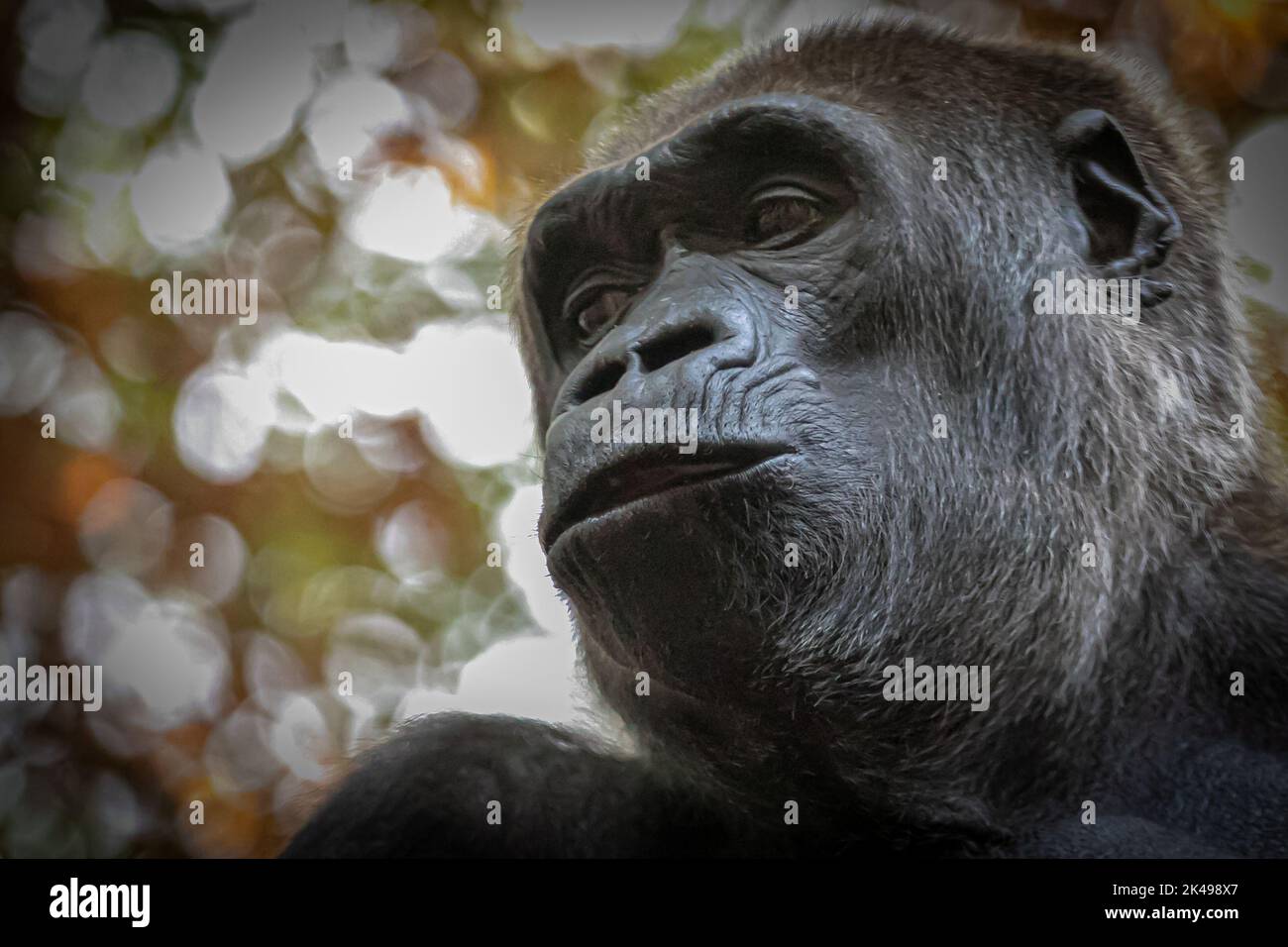 Porträt eines Gorillas, der vor einem braunen Hintergrund links aussieht Stockfoto