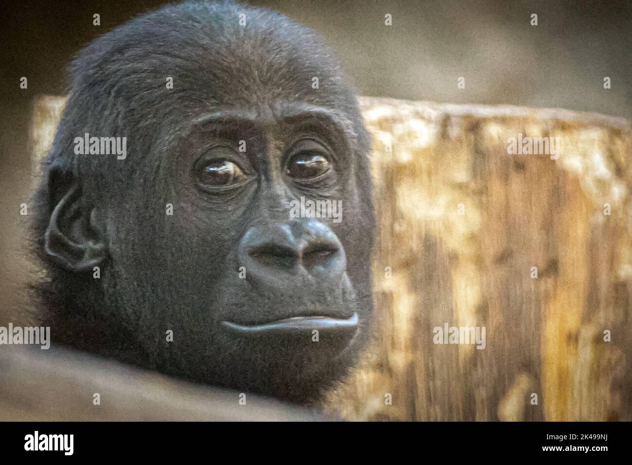 Porträt eines jungen Gorillas vor einem hölzernen Hintergrund Stockfoto