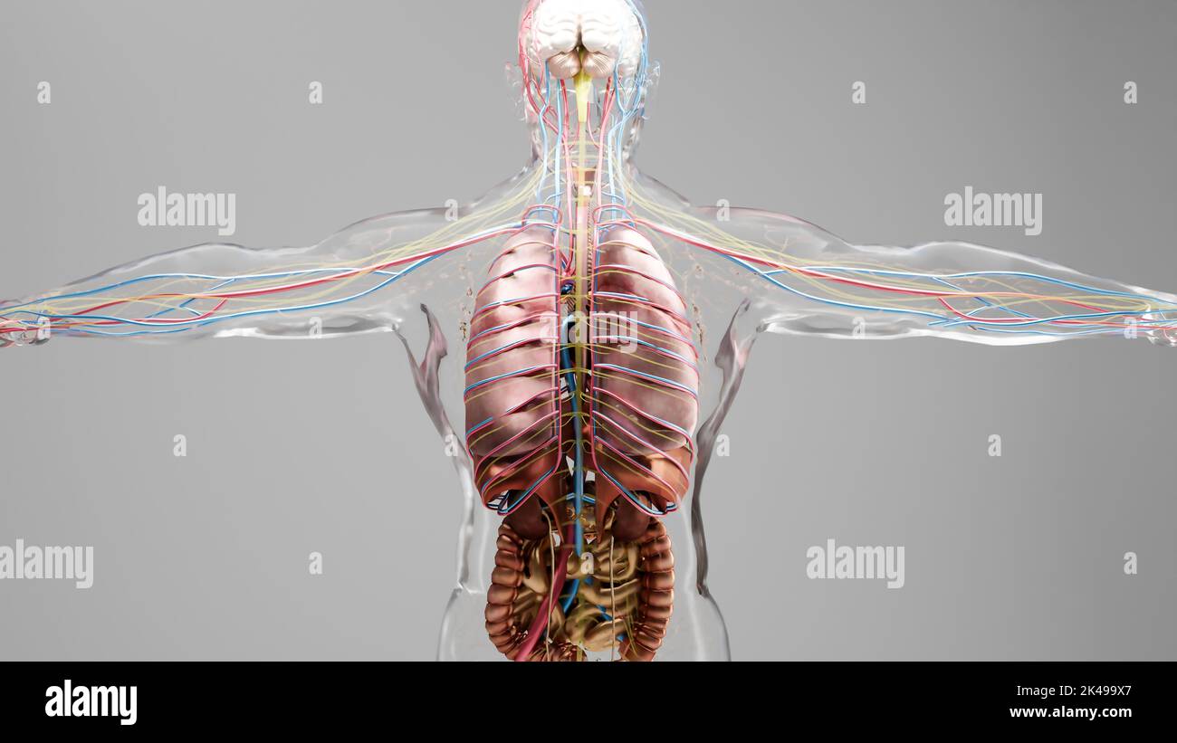 Menschliche Anatomie, Organe, Knochen. Kreative Farbpaletten und Designer-Details, unstrukturierte Teile, 3D Render Stockfoto