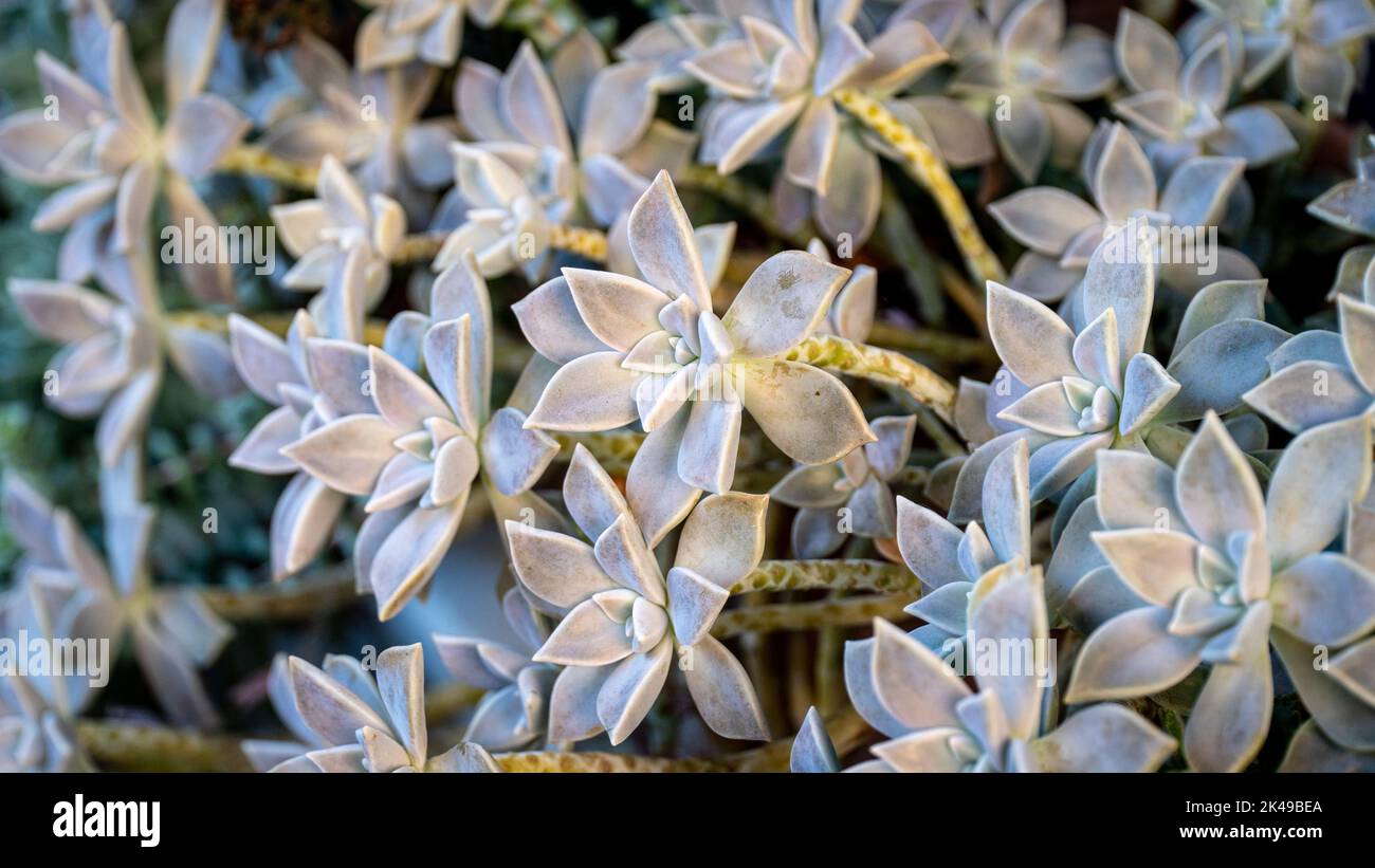 Sukulente Pflanzenhintergrund. Geisterpflanze Sukulent auch als Sedum weinbergii oder Graphiptopetalum Paraguayense bekannt. Natürliche fraktale Muster auf der Blume Stockfoto