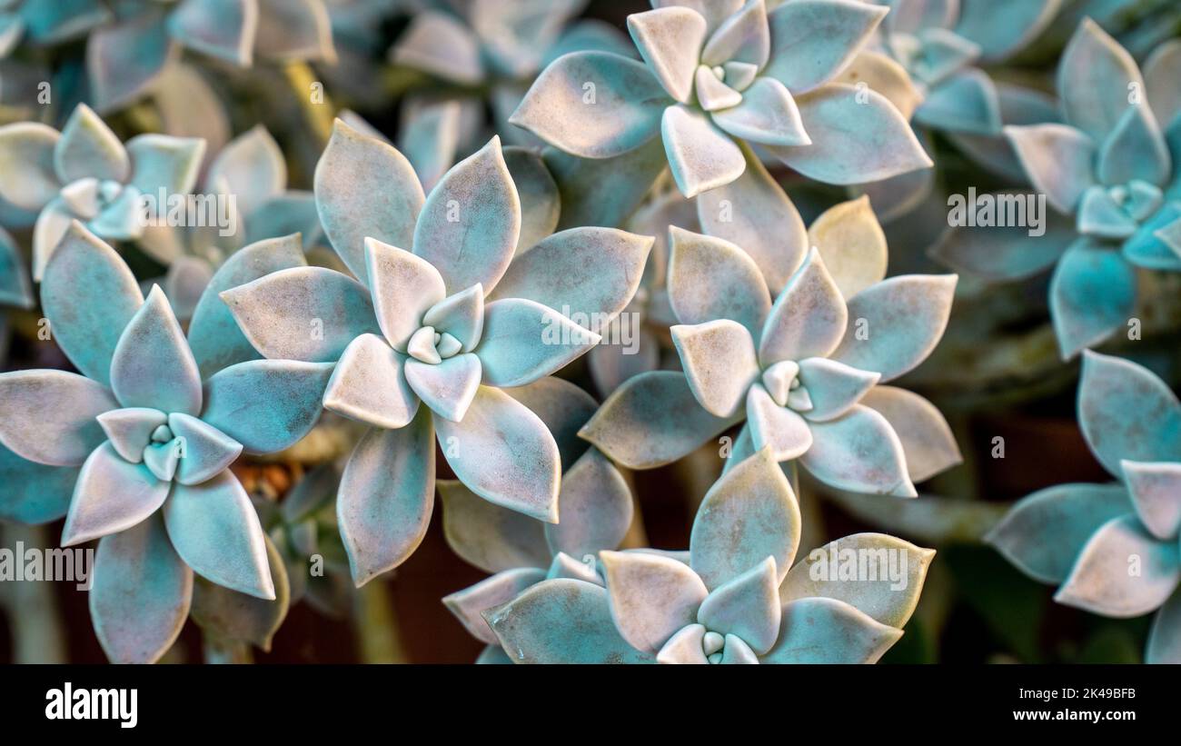 Sukulente Pflanzenhintergrund. Geisterpflanze Sukulent auch als Sedum weinbergii oder Graphiptopetalum Paraguayense bekannt. Natürliche fraktale Muster auf der Blume Stockfoto