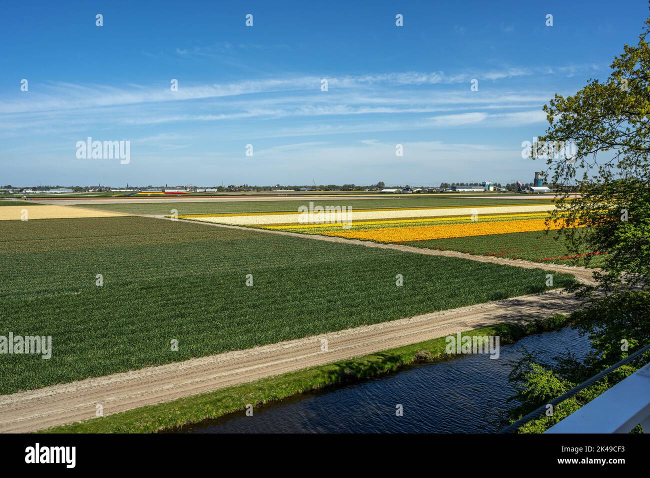Tulpenfelder in der Nähe der Keukenhof-Gärten Stockfoto