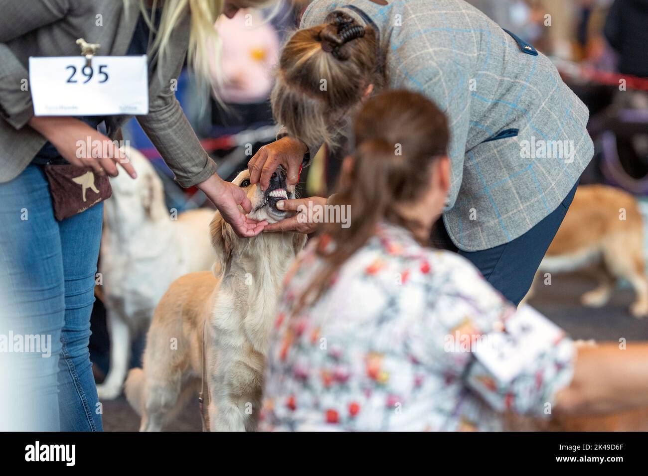 Rostock, Deutschland. 01. Oktober 2022. Ein Golden Retriever wird auf der Rostocker Hundeausstellung von der Jury geprüft und sein Gebiss überprüft. Verschiedene Hunderassen werden von Züchtern gezeigt und von international anerkannten Richtern auf der Ausstellung bewertet. Quelle: Framk Hormann/dpa/Alamy Live News Stockfoto