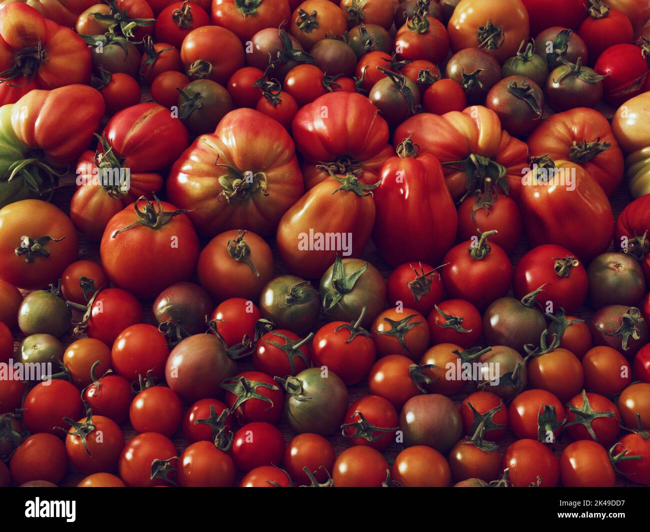 Tägliche Sorte unserer Tomaten: Reif oder grün, weich oder fest, Theke oder Kühlschrank, kochen oder sparen, aufbewahren oder geben.... Stockfoto