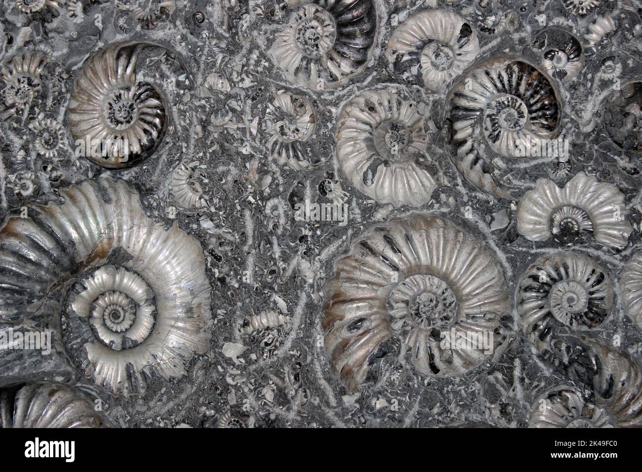 Marston Magna Fossile Ammoniten - Asteroceras blakei & Promicroceras planicosta Stockfoto