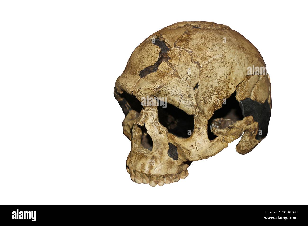 Homo sapiens Schädel für junge Erwachsene Qafzeh Höhle, Israel - Qafzeh 6 Stockfoto