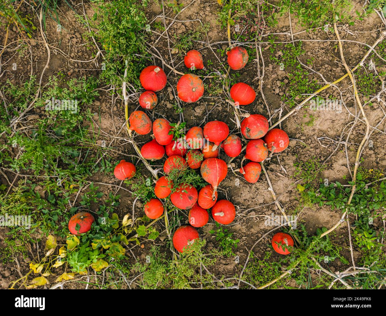 Drohnenaufnahme von Hokkaido-Kürbissen zwischen Laub direkt von oben, Deutschland Stockfoto