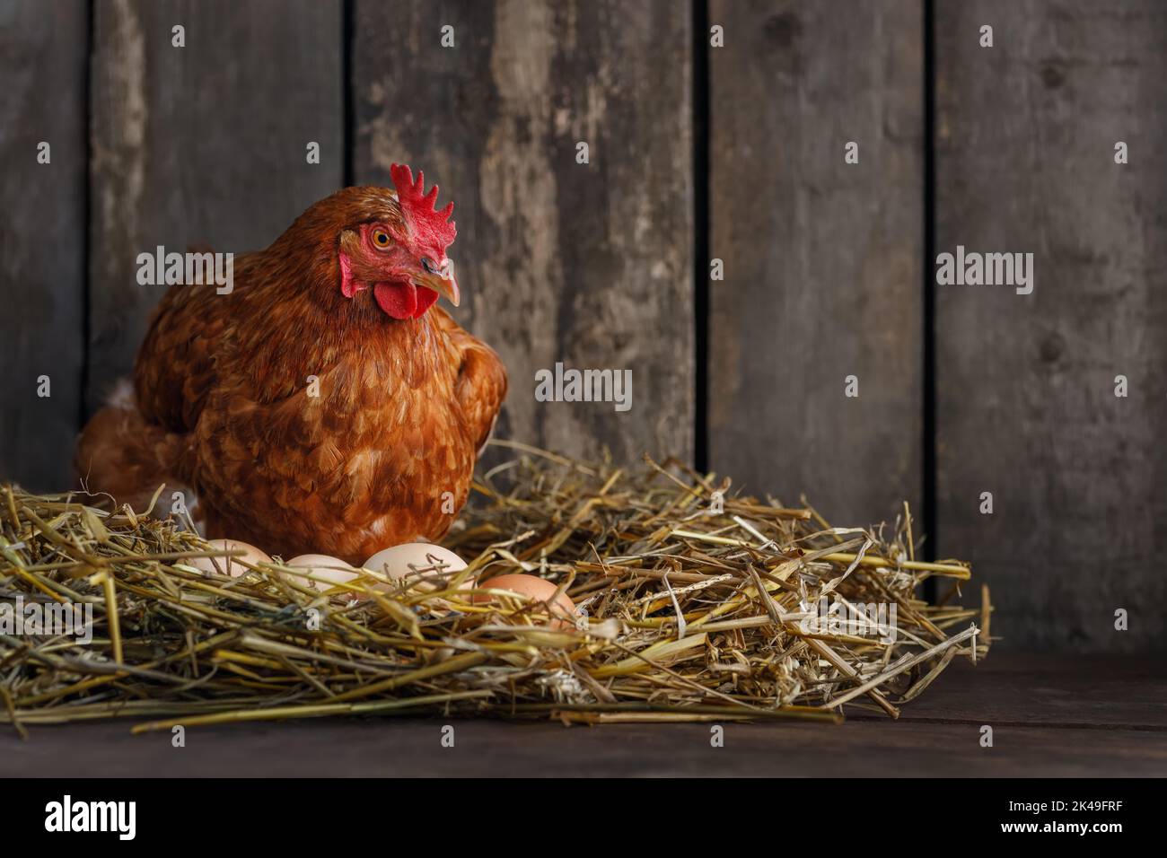 Henne, die Eier im Heuschnest im Hühnerstall legt Stockfoto