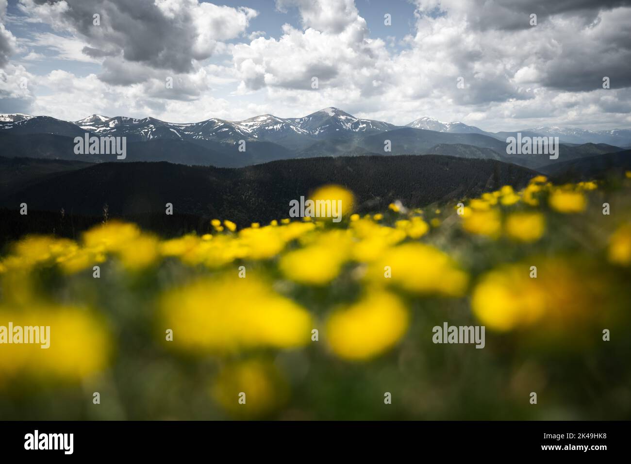 Gelbe Blüten auf den Bergen der ukrainischen Karpaten im Frühling. Landschaftsfotografie Stockfoto