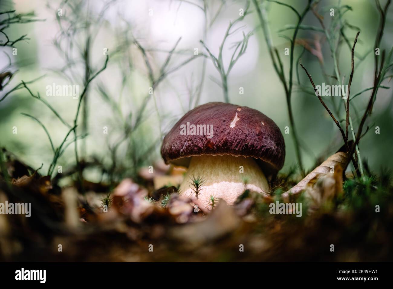 Großer weißer Pilzporzini im Herbstwald. Naturlandschaftsfotografie Stockfoto